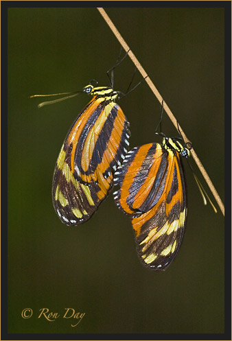 Butterflies (Heliconius)